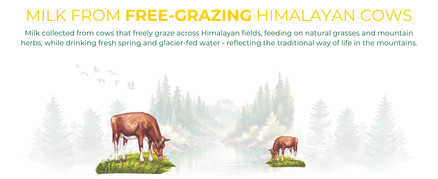 Himalayan Pahadi cows freely grazing on natural grasses and mountain herbs